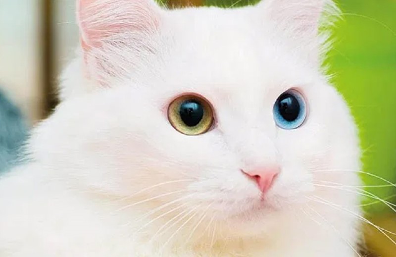 Mơ thấy mèo trắng có phải điềm lành không?
